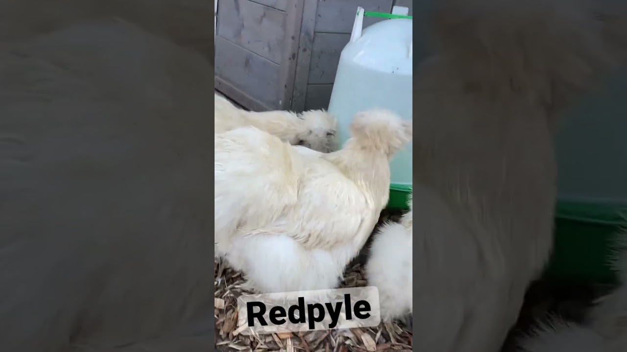 Redpyle silkie