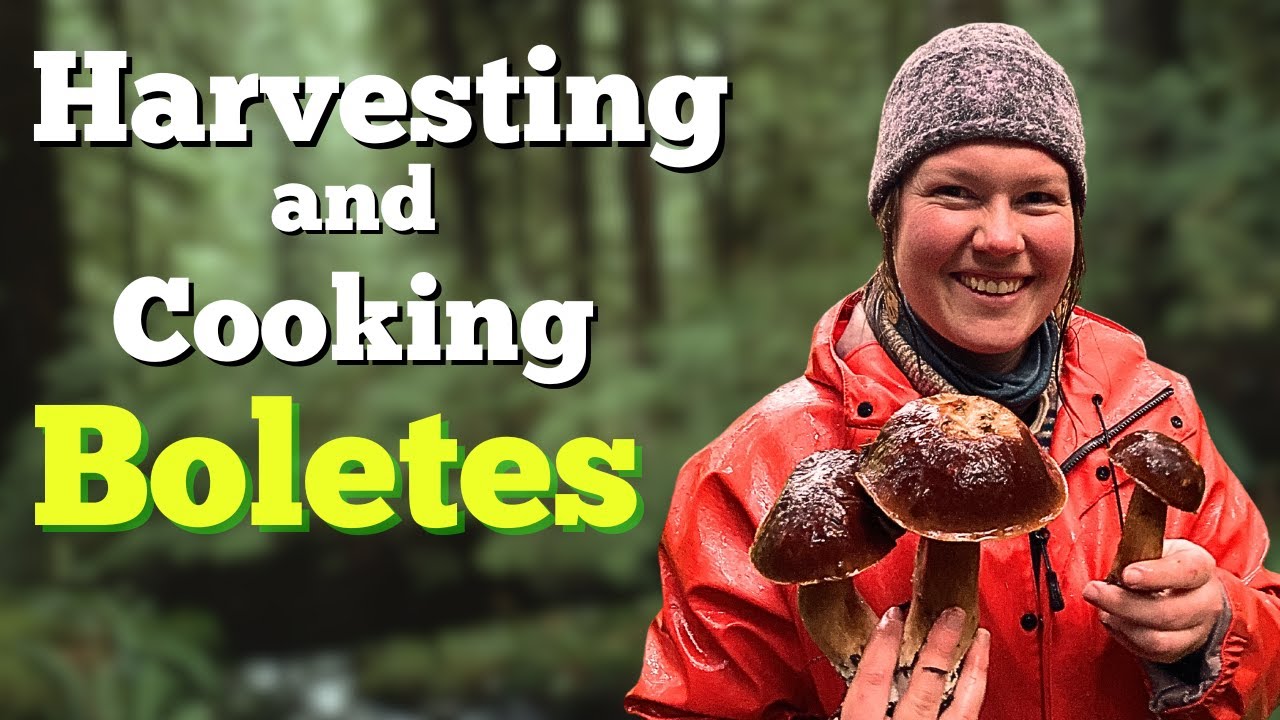 Foraging the other King Boletes in the PNW