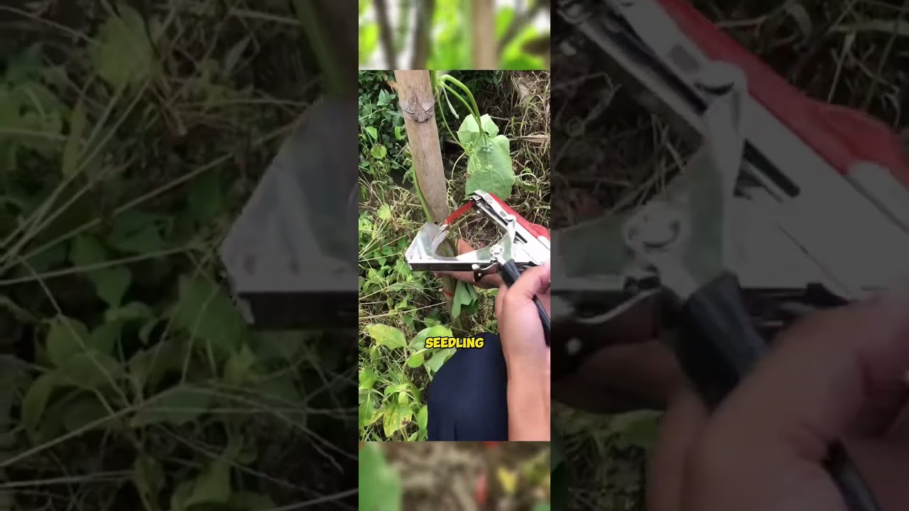 Effortless Plant Care with Innovative Tying Machine! #PlantTyingMachine