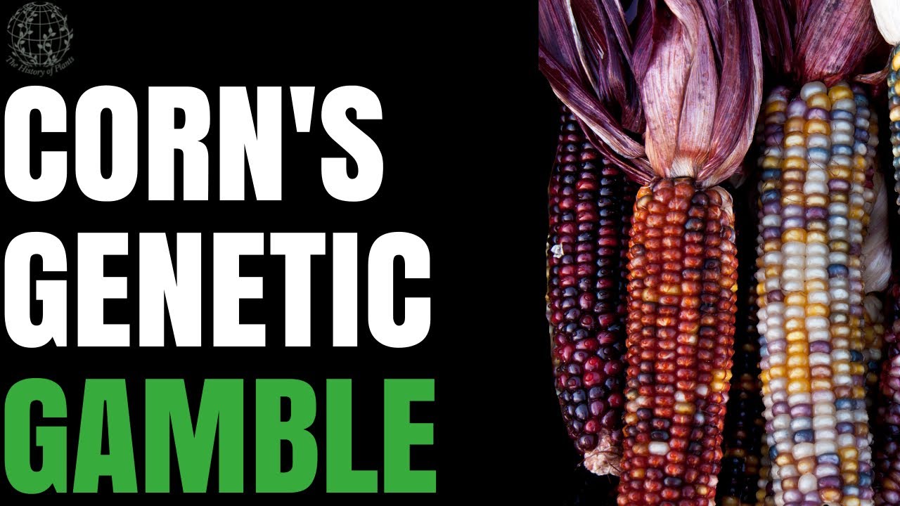 Corn's Wild Story You Never Learned in School