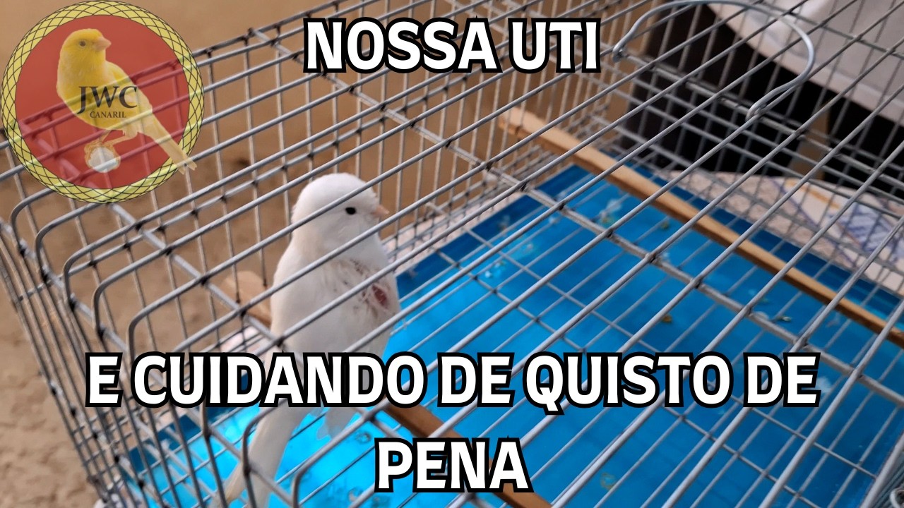 NOSSA UTI E CUIDANDO DE CISTO DE PENA #passaro #canariljwc #canaril #canário #aves