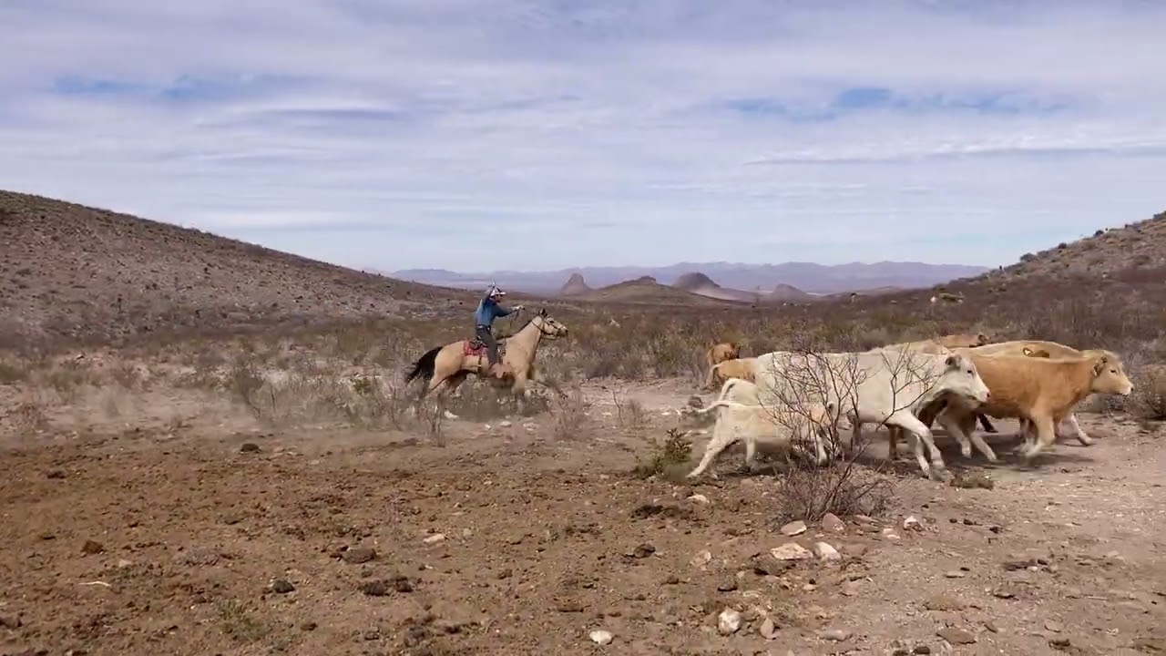 Roping from a distance #ranchlife #cattleranch