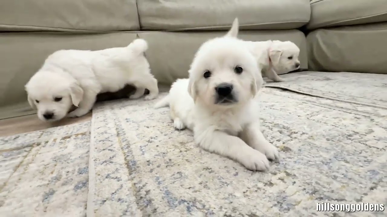 Lizzie & Finn GIRLS 6 Weeks Old 