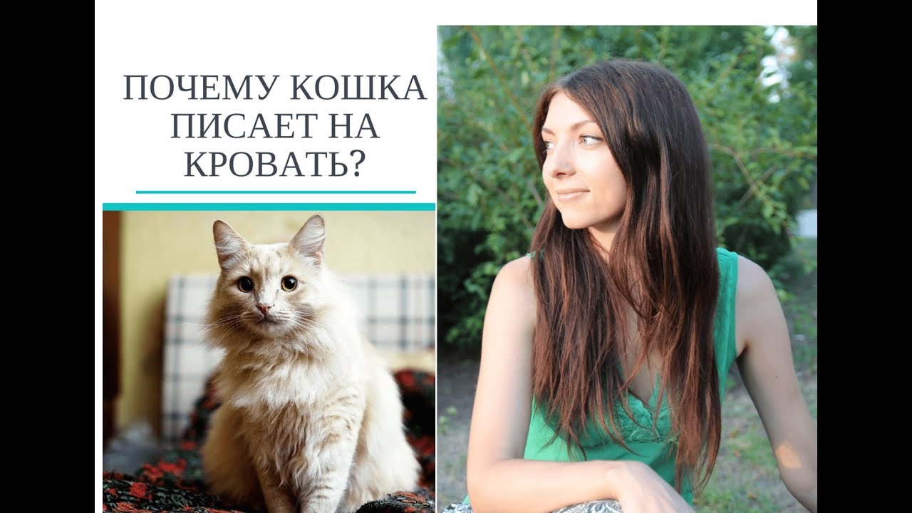 Почему кошка писает на кровать одного из членов семьи?