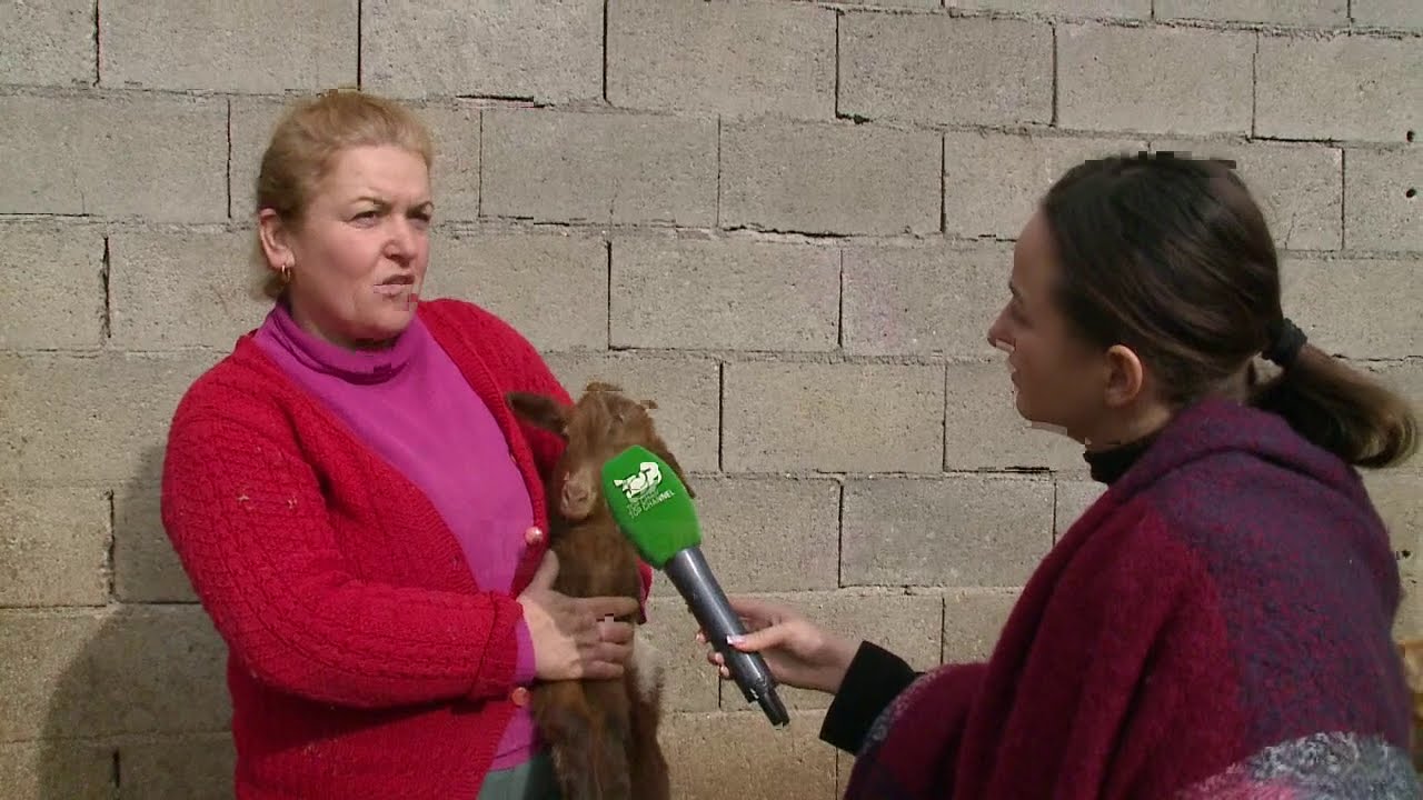 Jeta në stan/ Historia e çobanit që prej 30 vitesh merret me blegtori në fshatin e tij