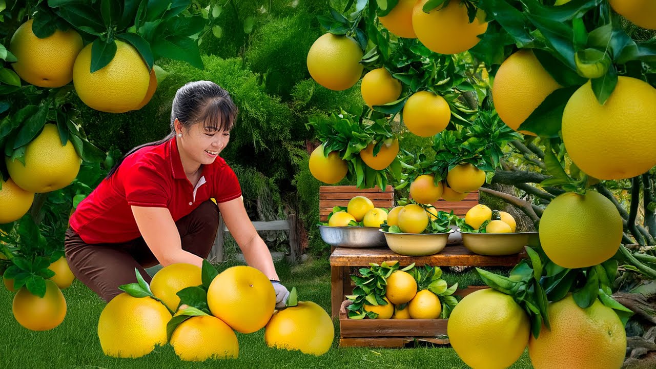 365 Days Harvesting a Full 3-Wheeled Truck of Grapefruits Go to Countryside Market Sell – Farm Life