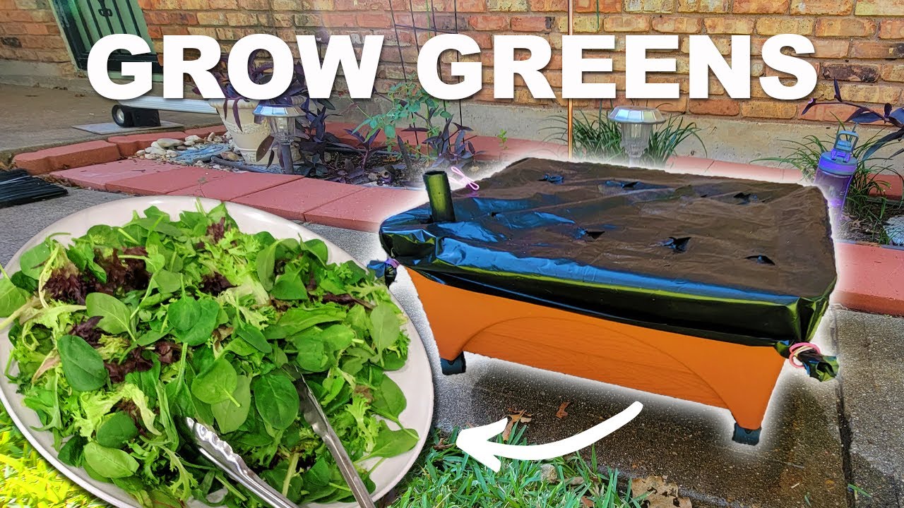 City Pickers Grow Box: How to Grow Lettuce at Home (Quick Sprouting!)