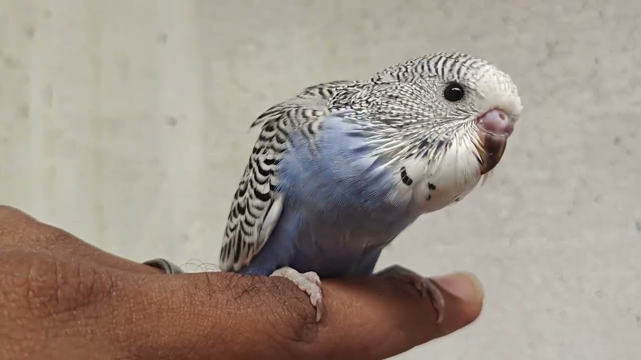 Show Budgie chick🥰
