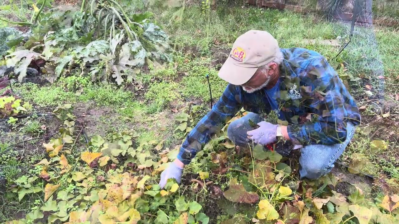 Harvesting Sweet Potato in the Home Garden