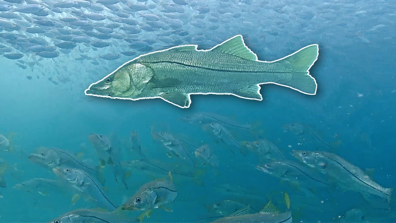 Explosive Snook Spawning… Even Caught One ON Camera – LITERALLY ON THE CAMERA - June 2023 Recap