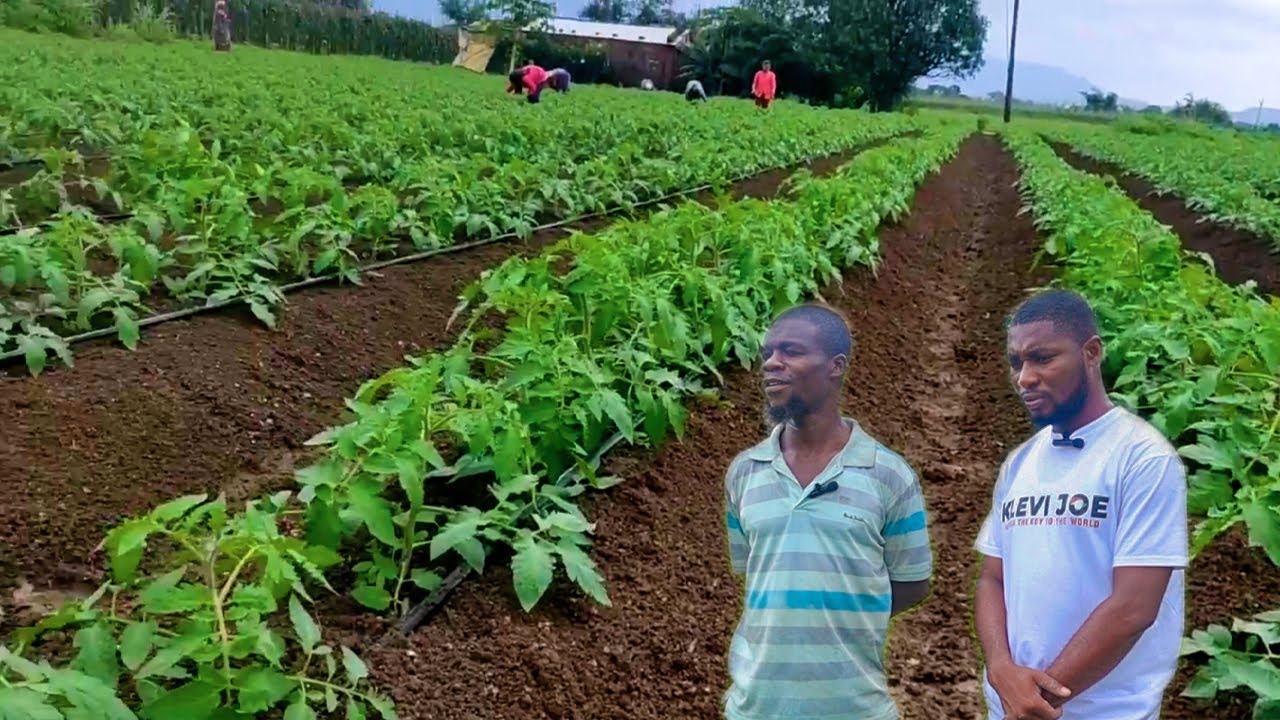 How a School Dropout Achieved Riches through Vegetable Farming in Ghana, Africa | Farming in Ghana