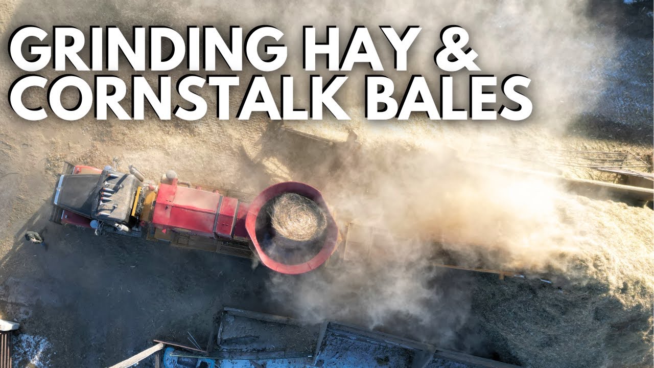 Grinding hay with a Haybuster tub grinder | Day in the life of a 27 year old farmer | farm vlog
