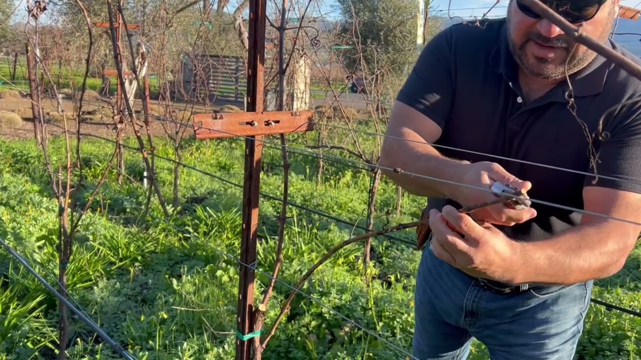 Guyot Style Cane Pruning Part 1 