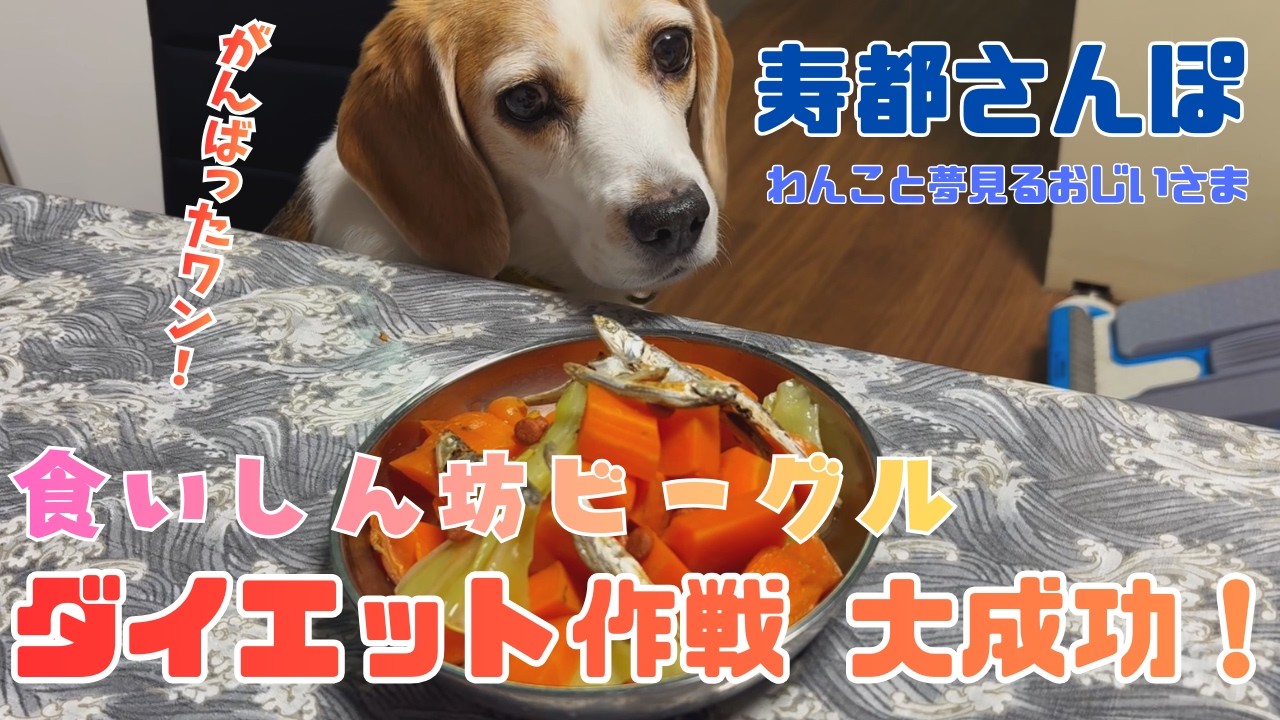 食いしん坊ビーグルのダイエット大作戦 大成功！　　#ニンジン　#キャベツ　#犬笛