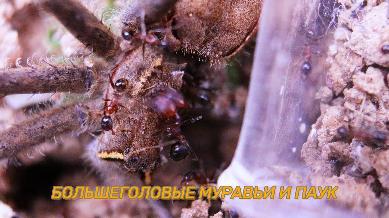 Муравьи Pheidole пожирают мертвого паука Dolomedes/
