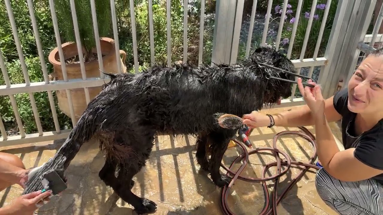 A Nice Shower for Blind Bear! - Takis Shelter
