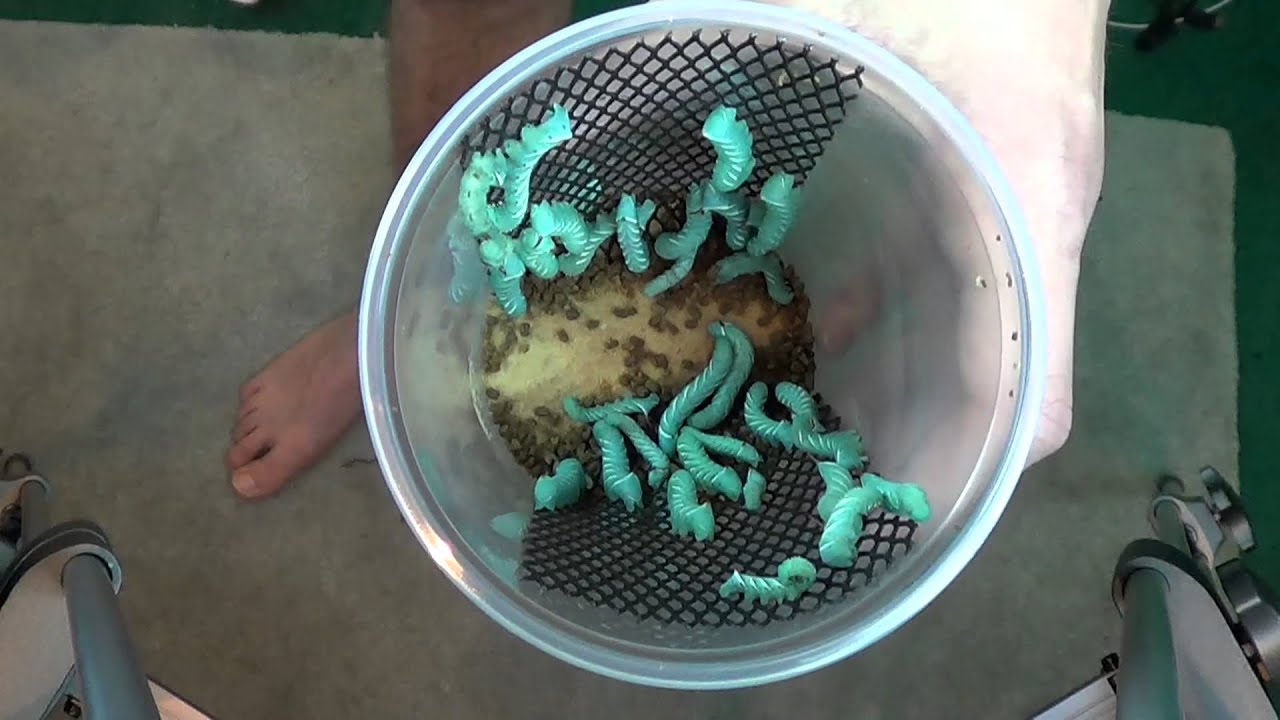 Hornworm Breeding Update