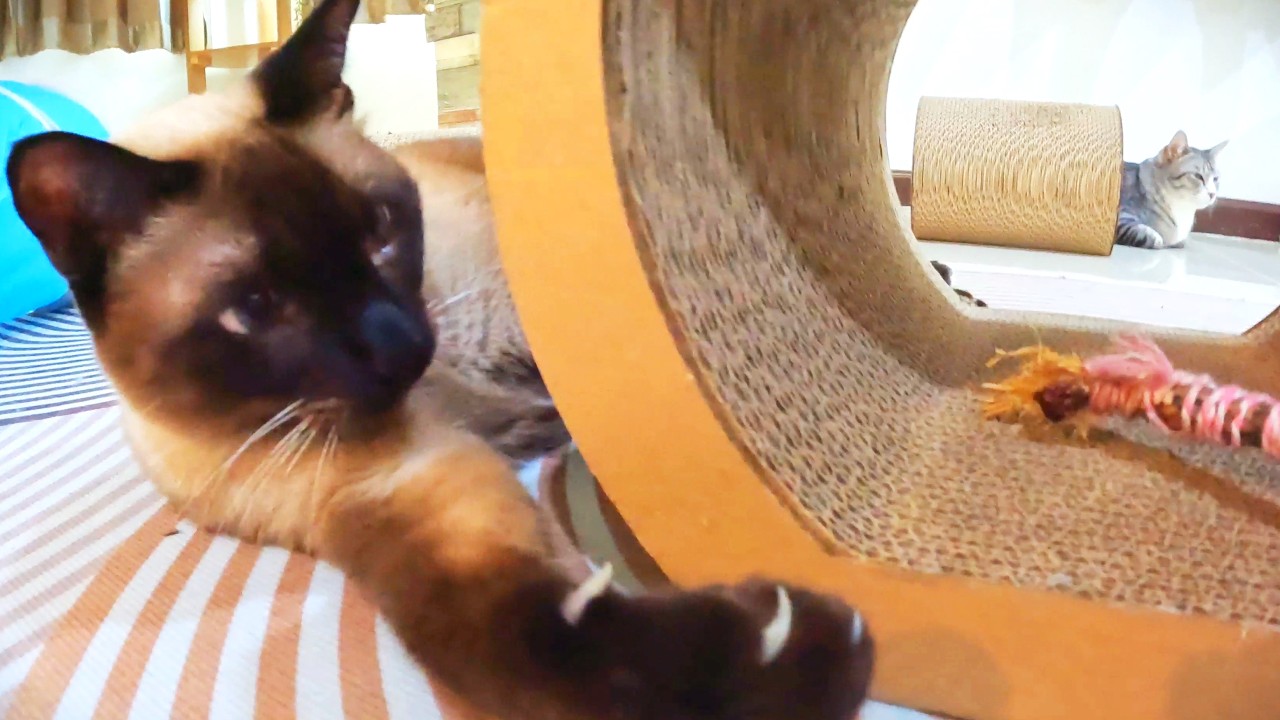 Louis Goes Wild: Tunnel Chase & Grass Stick Obsession 🐱🌿