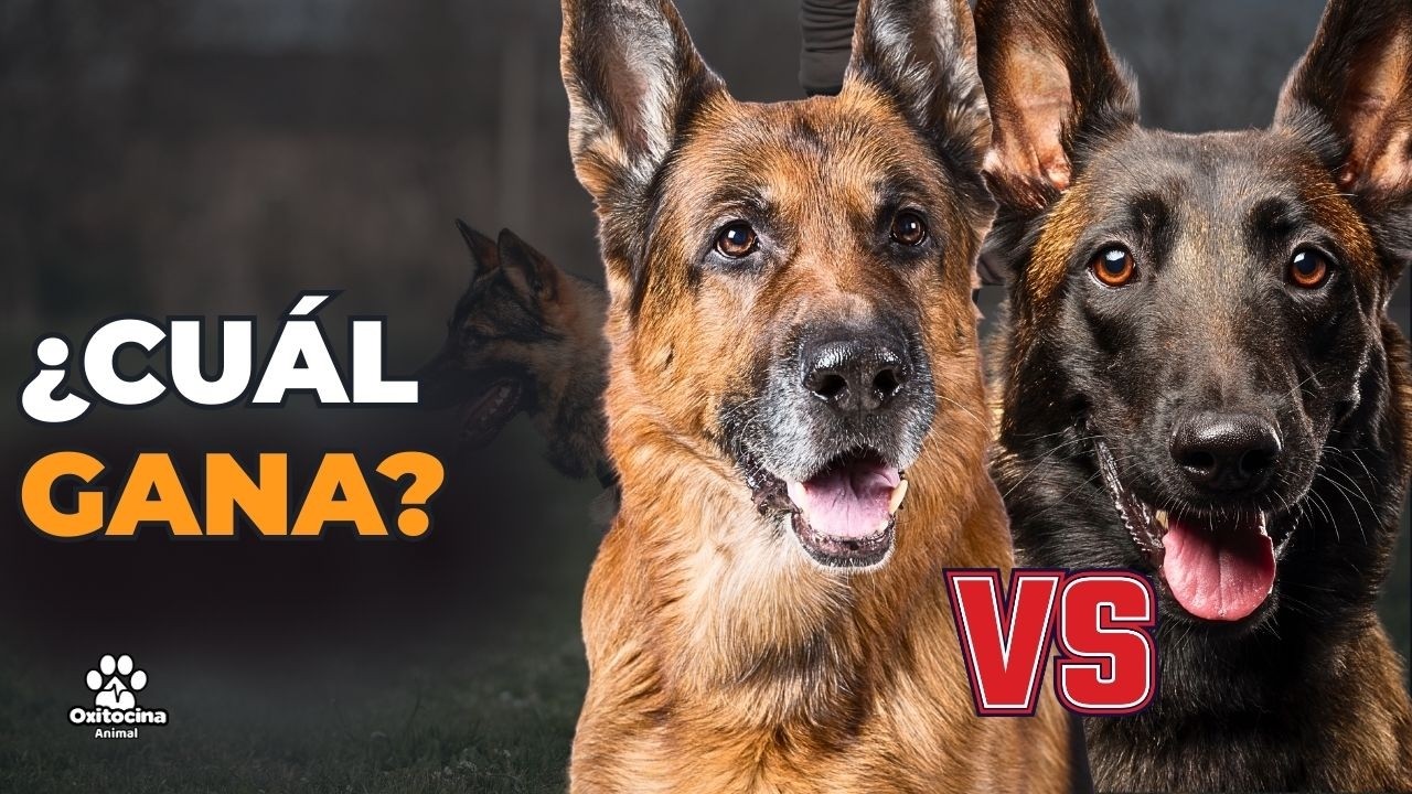 Pastor Alemán vs Pastor Belga Malinois: ¿Cuál es el MEJOR para ti? (Duelo Definitivo)