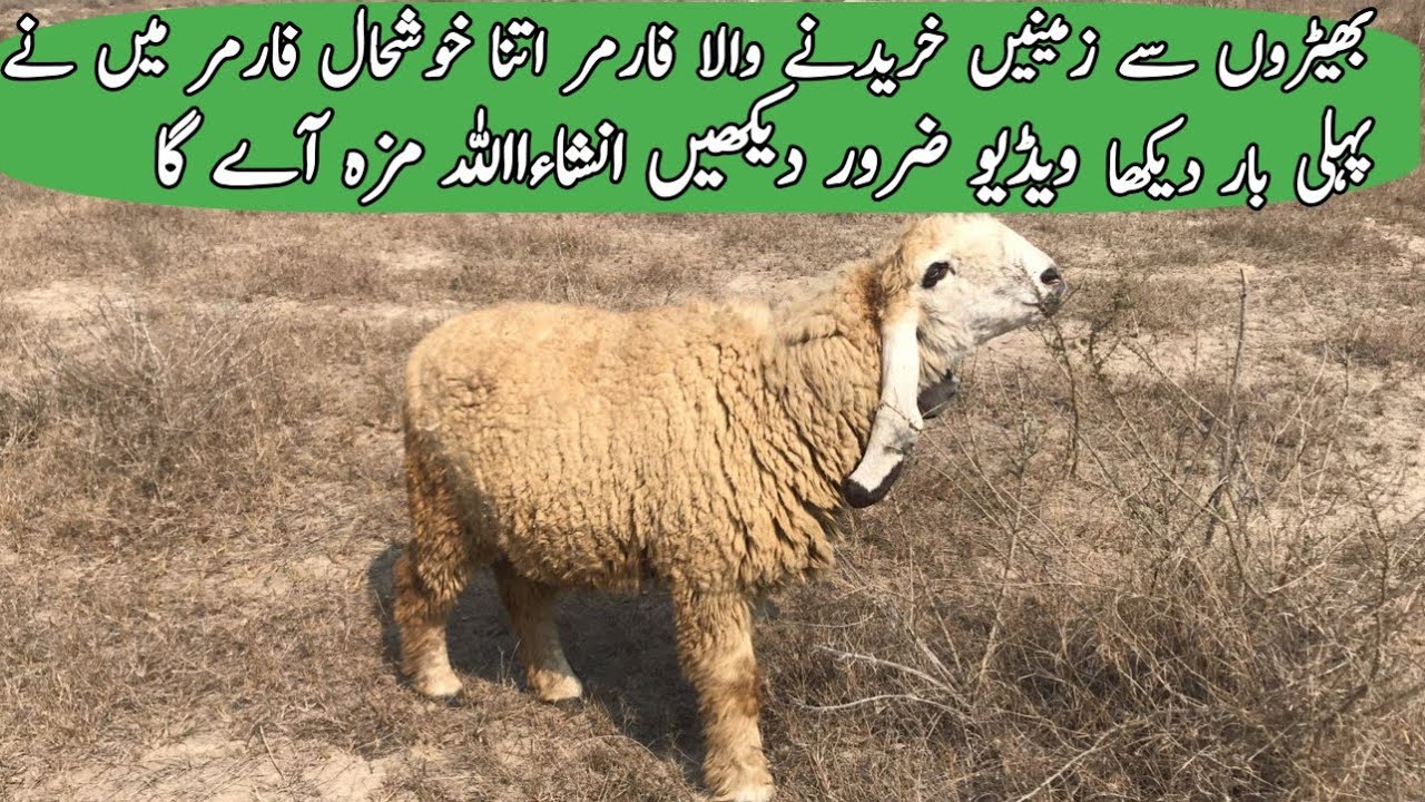 بھیڑوں سے زمینیں خریدنے والا فارمر اتنا خوشحال فارمر میں نے پہلی بار دیکھا ویڈیو ضرور دیکھیں 