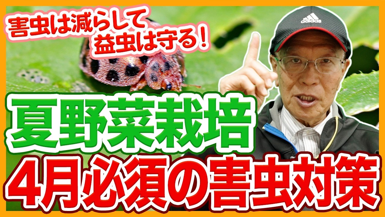 家庭菜園や農園の夏野菜栽培の天敵！4月には駆除したい害虫と守るべき益虫と夏野菜の育て方！【農家直伝】