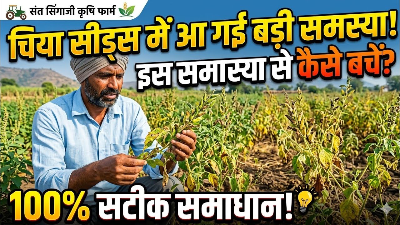 चिया की खेती में समस्या ।। चिया सीड की खेती।। चिया की खेती कैसे करे।। Santram Gurjar।।