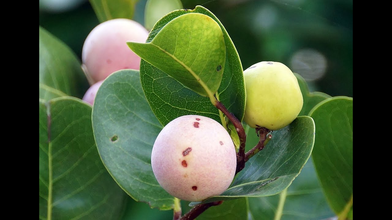 Cocoplum / Chrysobalanus icaco Tropical Plant with Fruits and Flowers