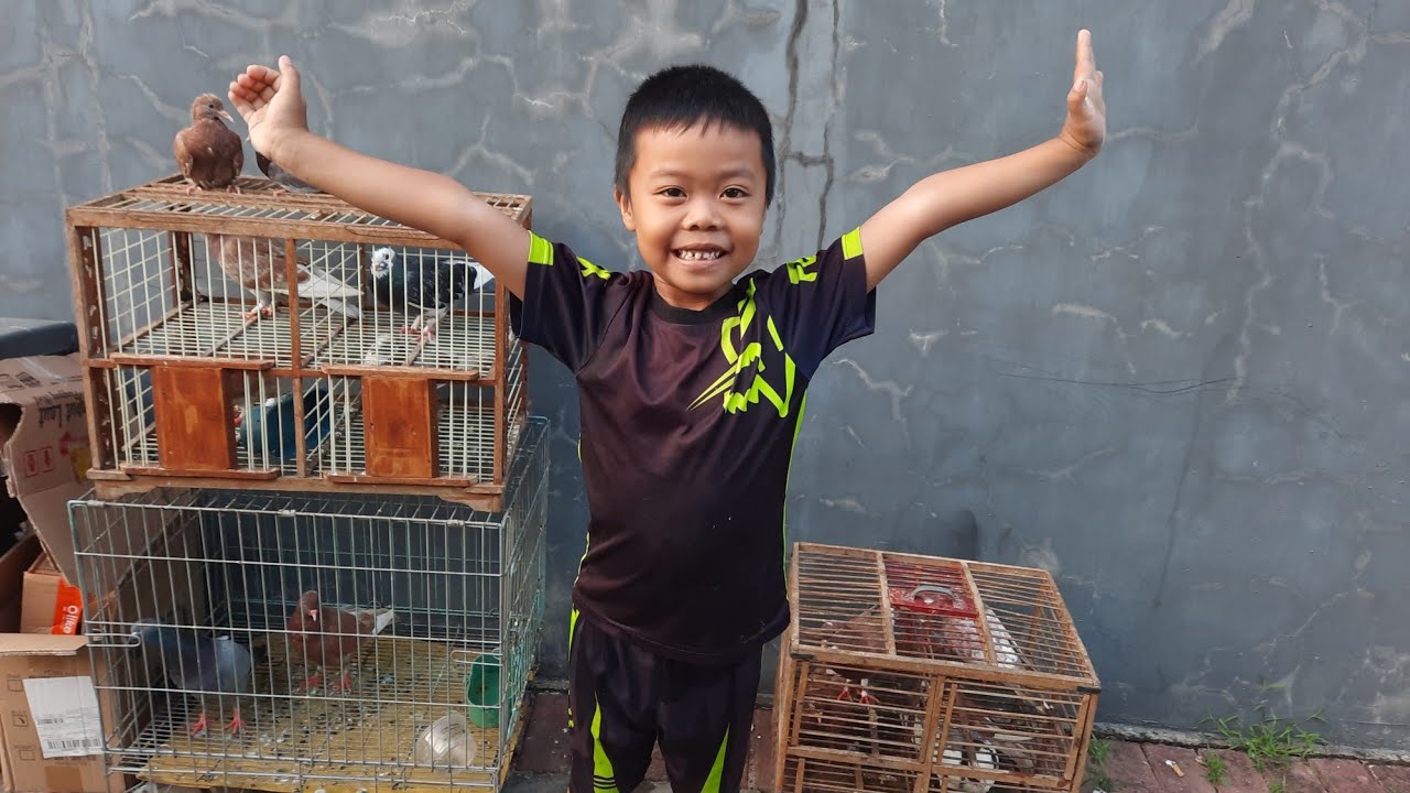 Fatih Mau Semua Merpatinya Giring Langsung Jemur Semua Merpati ✅