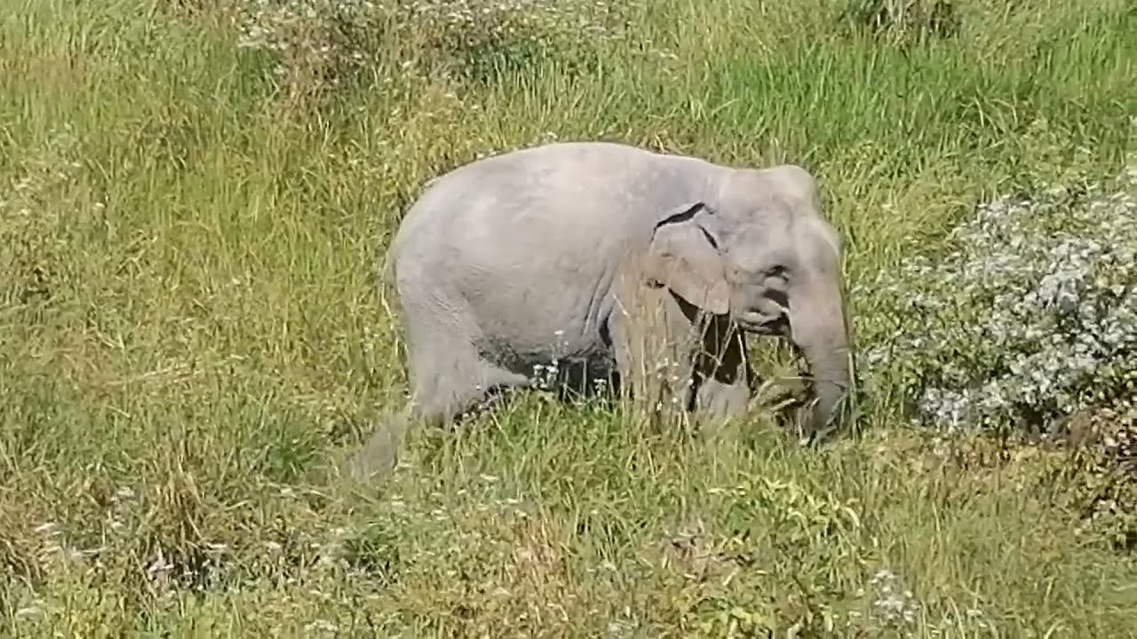 When will Kaavan shift to his Private Jungle??
