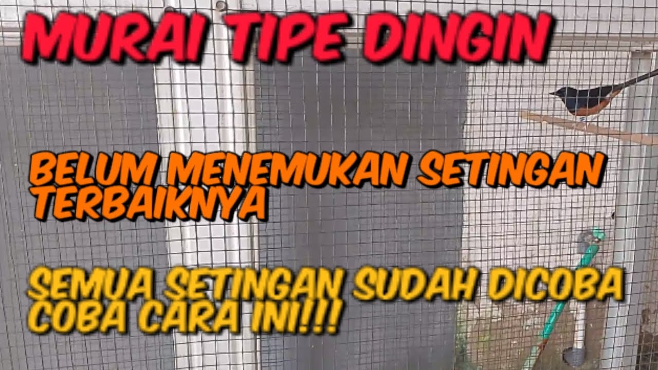 Murai Batu Tipe Dingin Yang Belum Menemukan Setingan Terbaiknya....