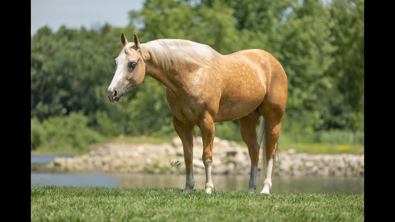 Archie - Bar M Horses