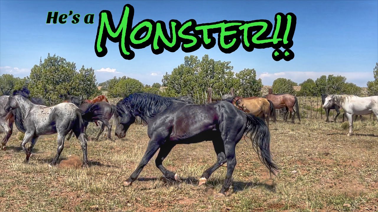 Releasing the STUDS Part 2 - MONSTER & RKR #horseranch