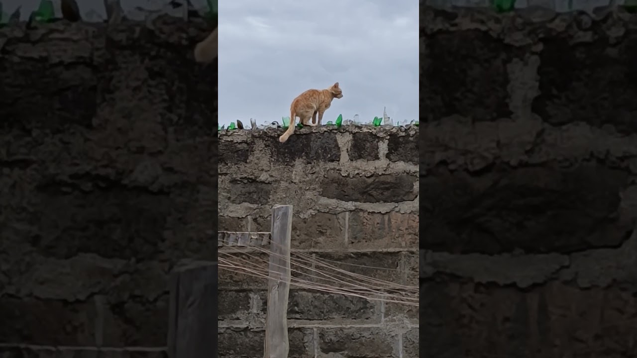 Incredible Cat's Gymnastic Feats: Climbing Walls and Mastering Stealth #shorts