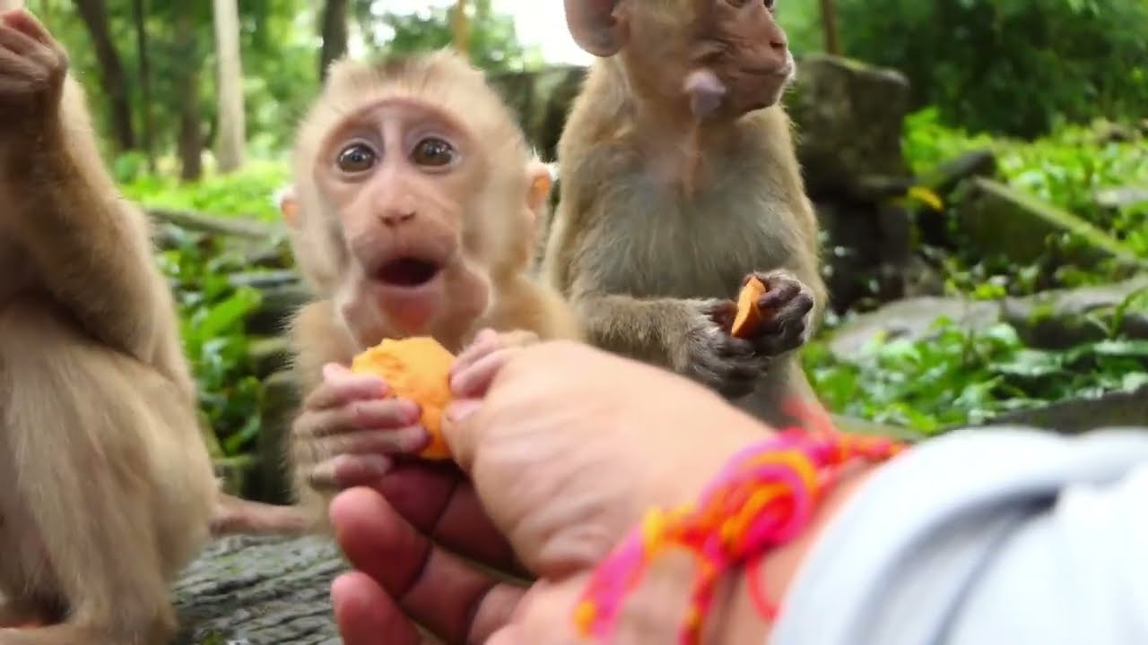 many monkeys are happy this morning eat vegetables