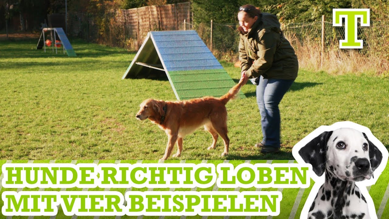 Hund Loben - 4 Möglichkeiten deinen Hund zu belohnen im Hundetraining