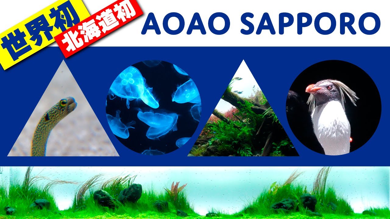 世界初＆北海道初！札幌の都市型水族館「AOAO SAPPORO」はペンギンもADA（Aqua Design Amano）水草水槽もラボもすごい！#アクアリウム #waterplants 【ビバアクア】