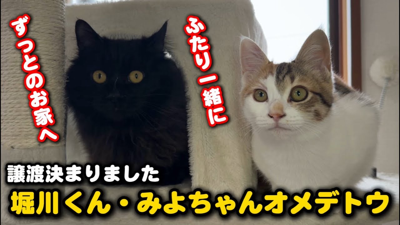堀川くん・みよちゃん譲渡決定お祝いLIVE配信