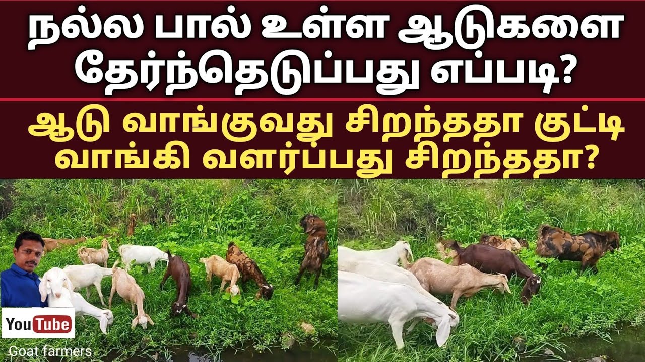 பால் உள்ள ஆடுகளை எப்படி பார்த்து வாங்க வேண்டும். #goat #farming #ideas For #beginners