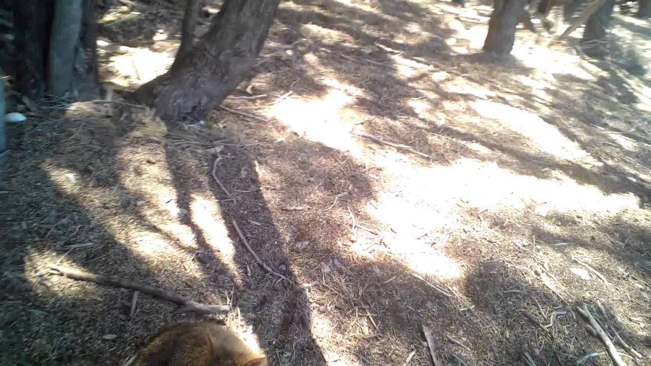Rottnest - More Quoka