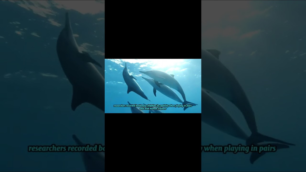 Decoding the joyful reason dolphins love to smile 4 
