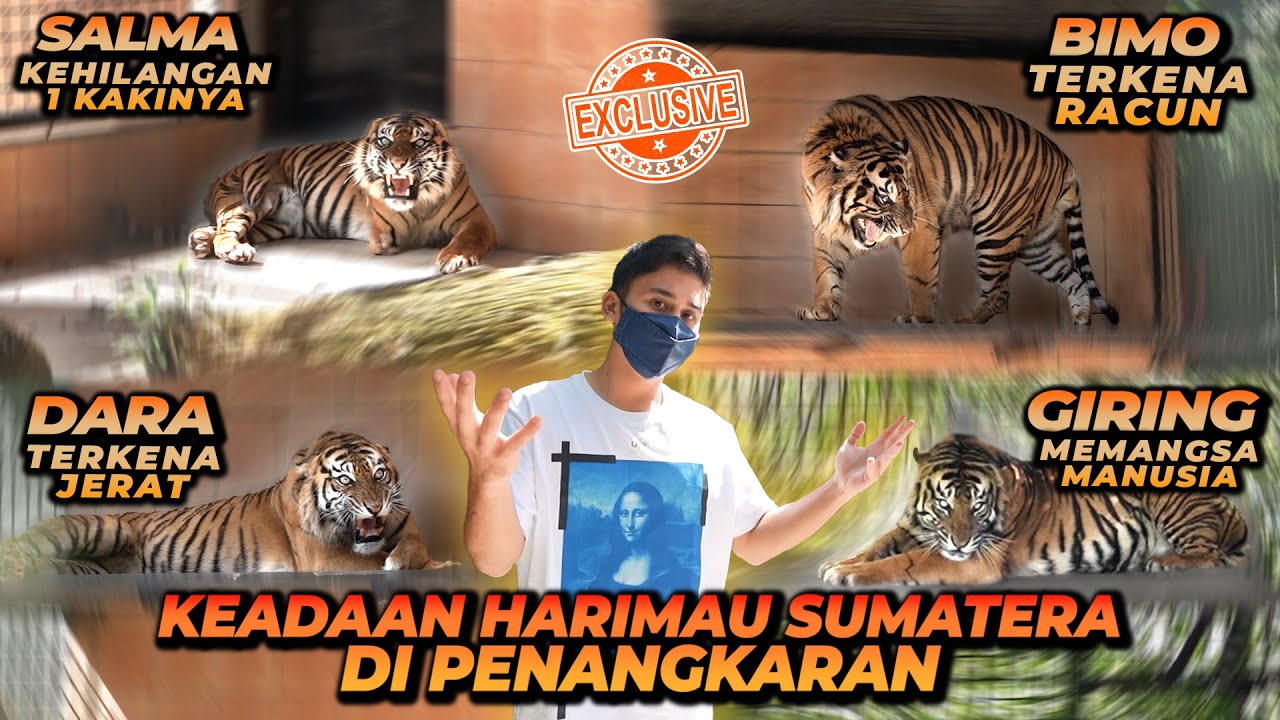 PENANGKARAN HARIMAU SUMATERA SATU SATUNYA DI DUNIA ! ADA YANG PERNAH MAKAN MANUSIA !!