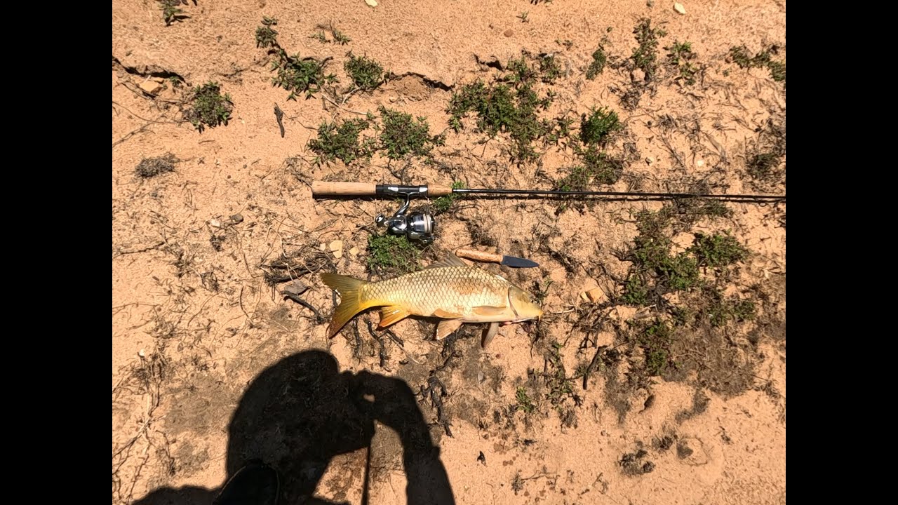 Carp on a lure no. 541