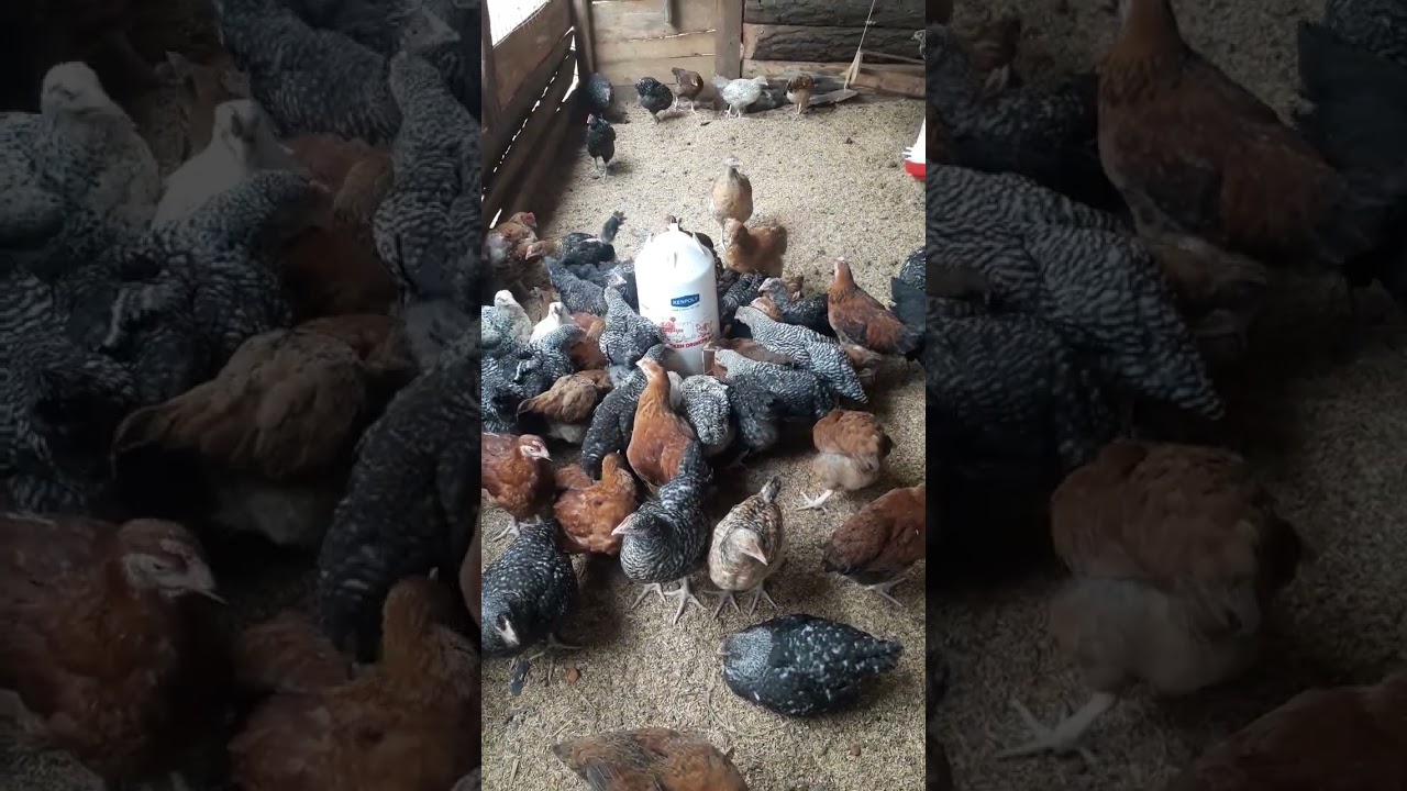 7 weeks rainbow Roosters Chickens For Sale At Living Hope Mixed Farm #chicken #bestfarming #bgmi