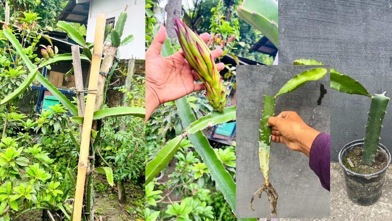 How to grow a Dragon  Plant At Home. Dragon tree Growing In A Pot