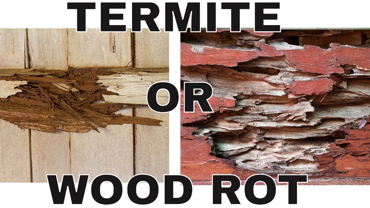 Is That Termite Damage? Wood Rot Damage? 😨 How to Tell the Difference