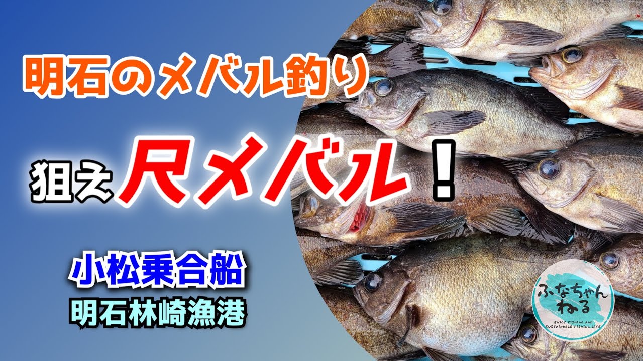 【メバル】明石のメバル釣り　狙え尺メバル！