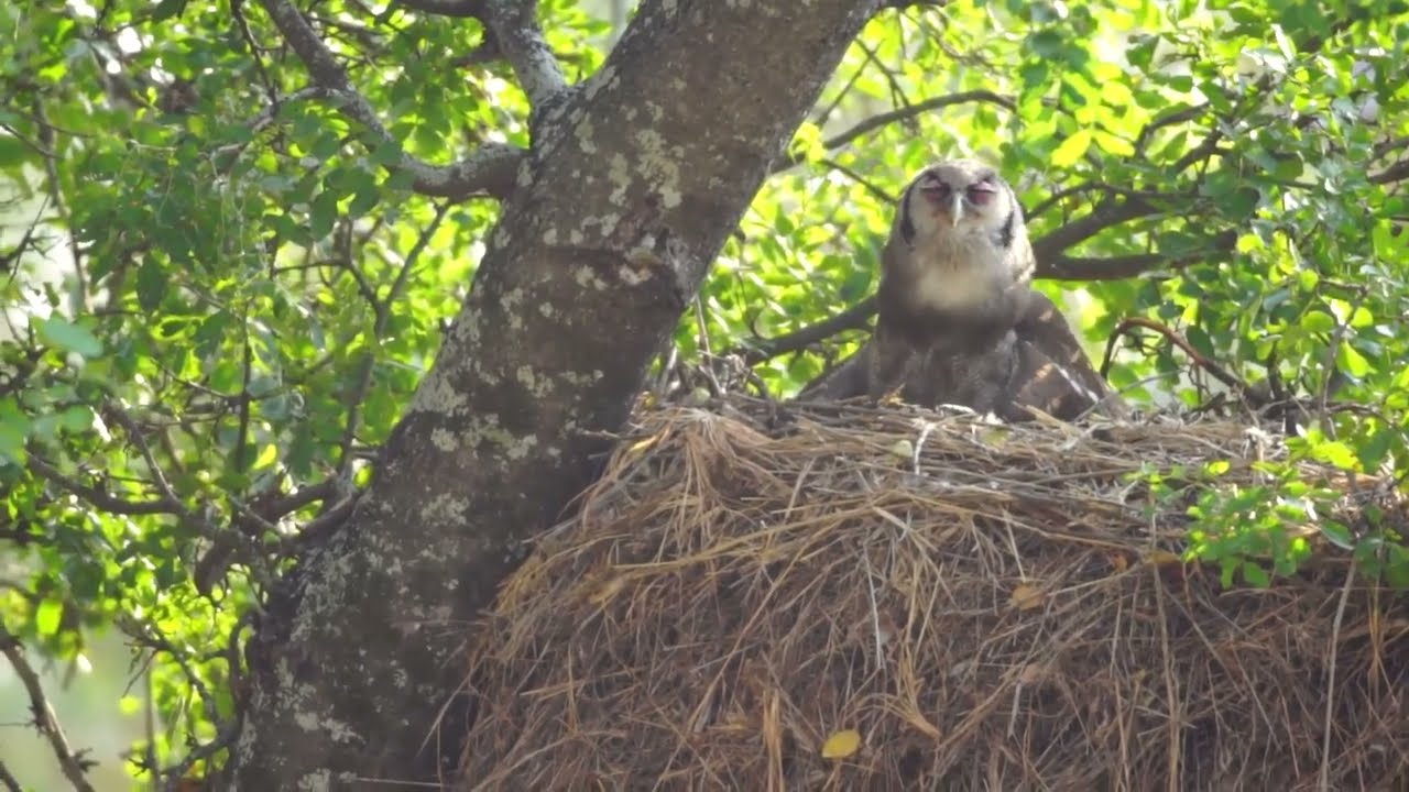 Southern White-faced Scops-Owl nest and chick.