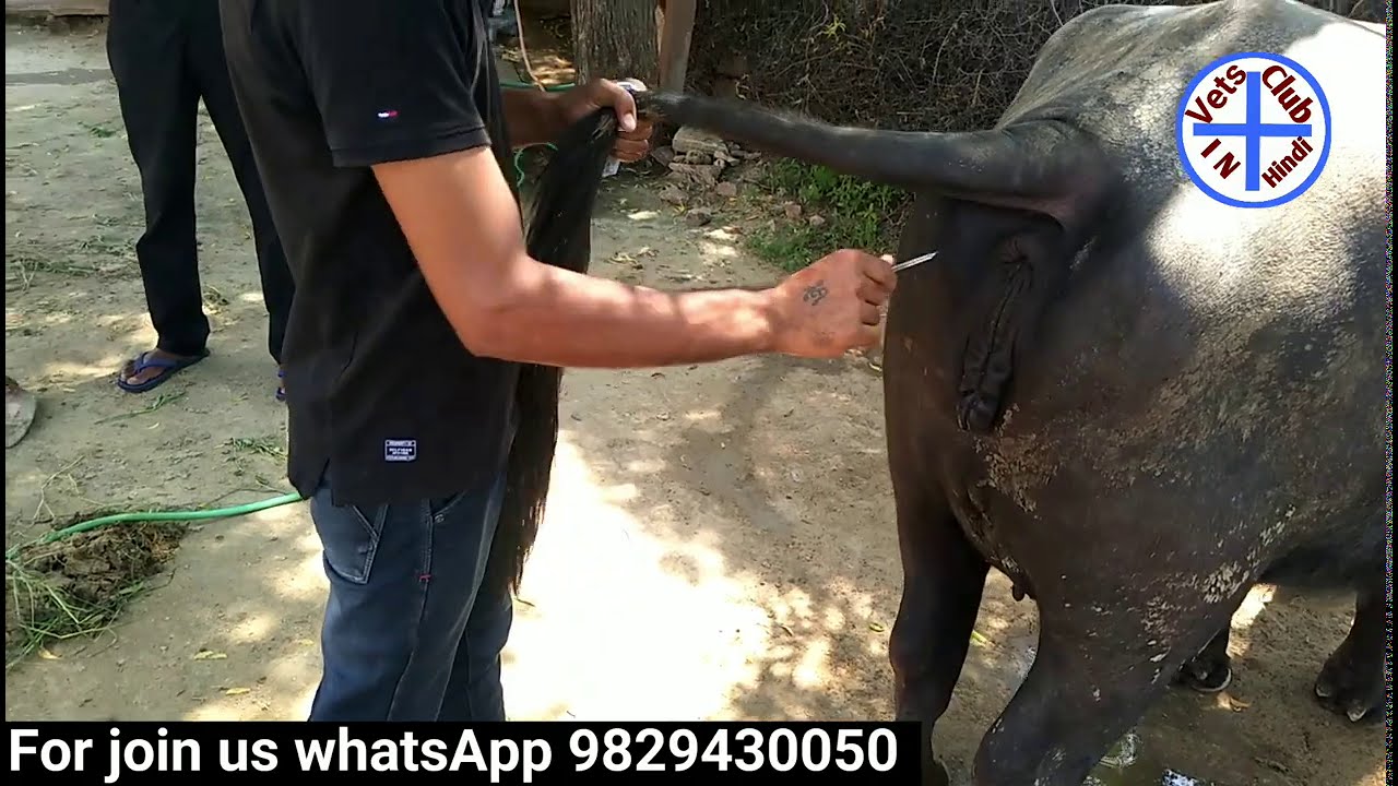 mercury thermometer se pashu ka temperature  bukhar kaise check karen गाय भैंस का तापमान जांच