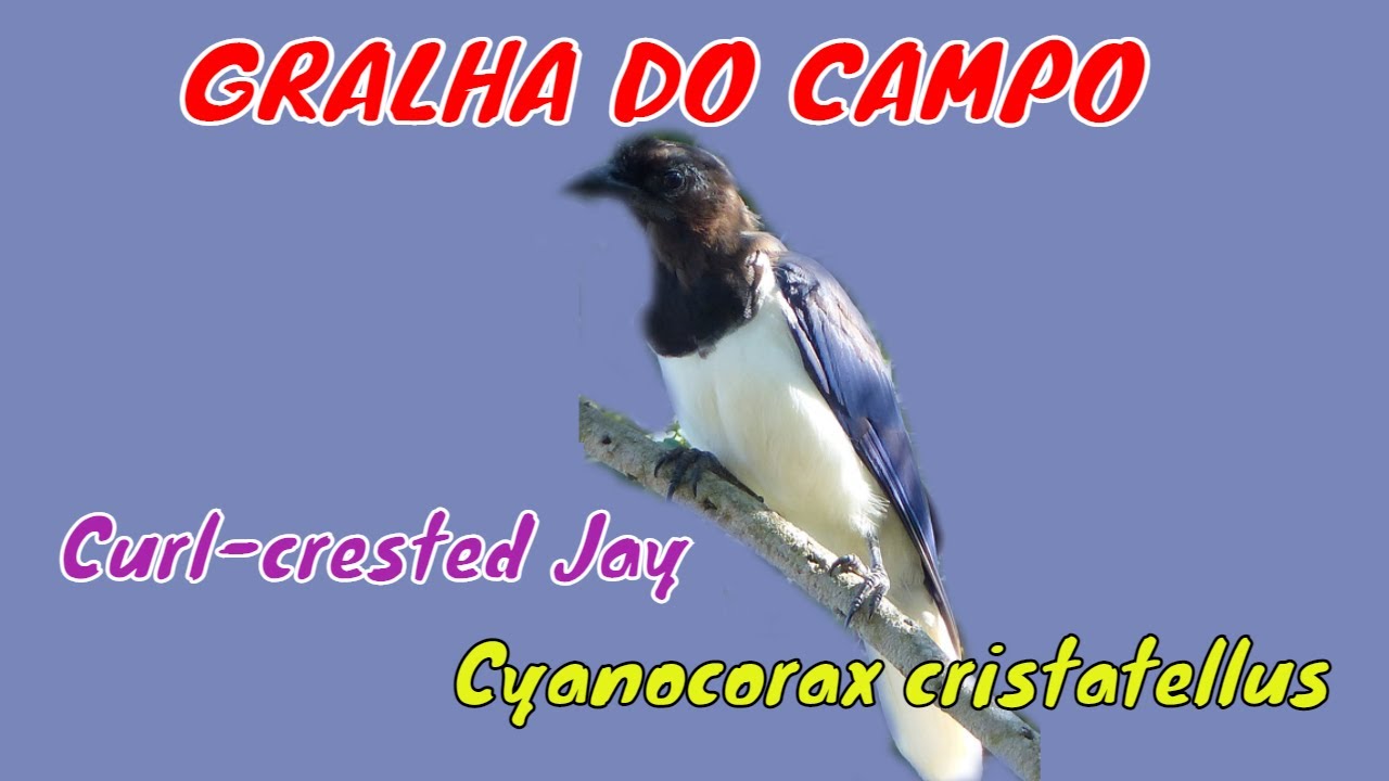 GRALHA DO CAMPO - Gravada na Natureza - Brazilian Birds Singing