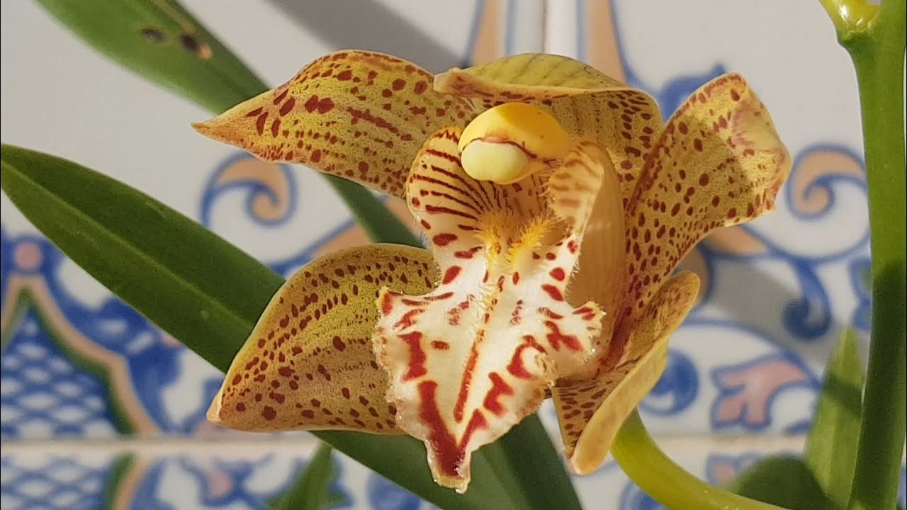 Новые орхидеи, Cymbidium и заказ из Африки.